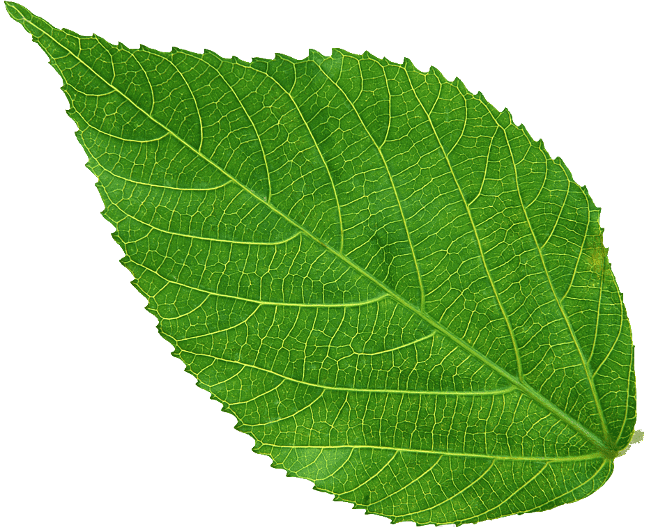 Leaf